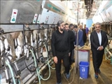بازدید فرماندار ویژه شهرستان شهریار به همراه  اعضای ستاد تسهیل از بزرگترین مجموعه صنعت دام سنگین استان تهران